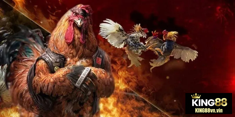 Đá gà King88 hoạt động dựa trên hệ thống phát sóng trực tiếp