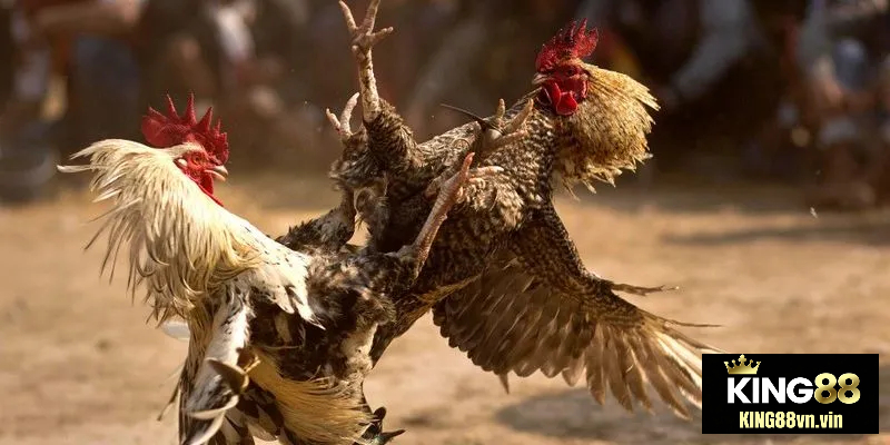 Với người mới, đá gà King88 nên được tiếp cận theo cách chậm rãi